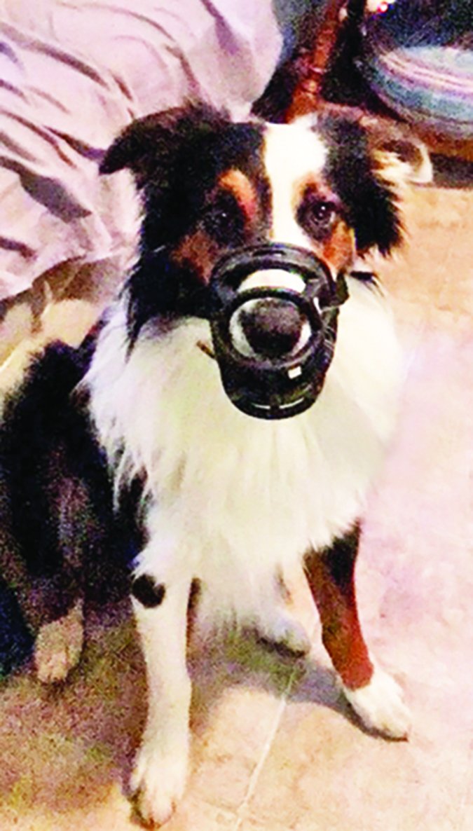 dog in a muzzle