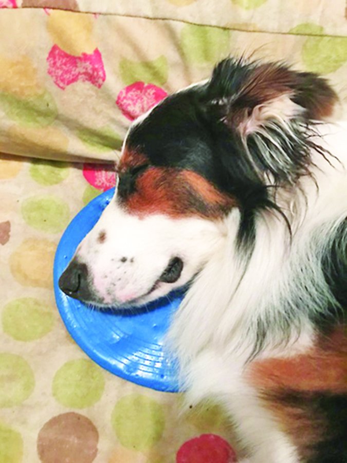 dog sleeping with frisbee