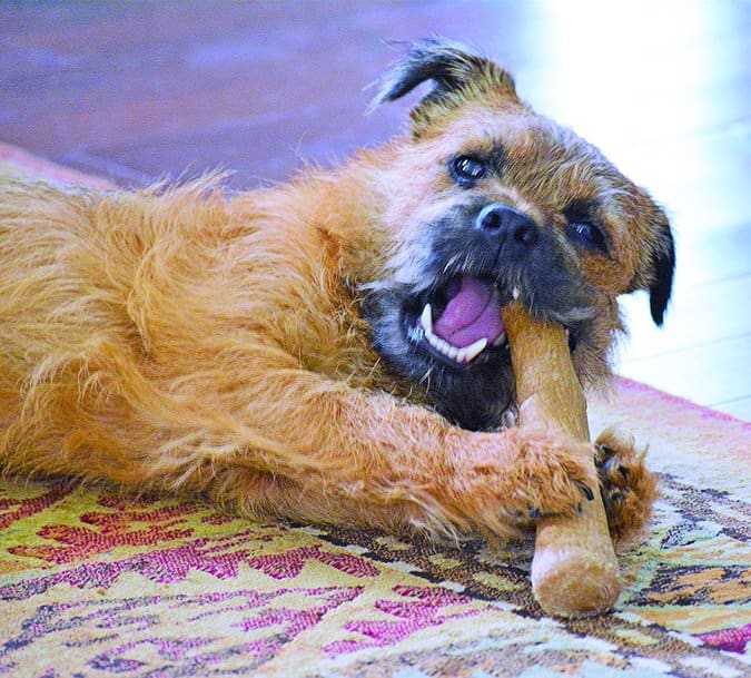 adolescent dog chewing