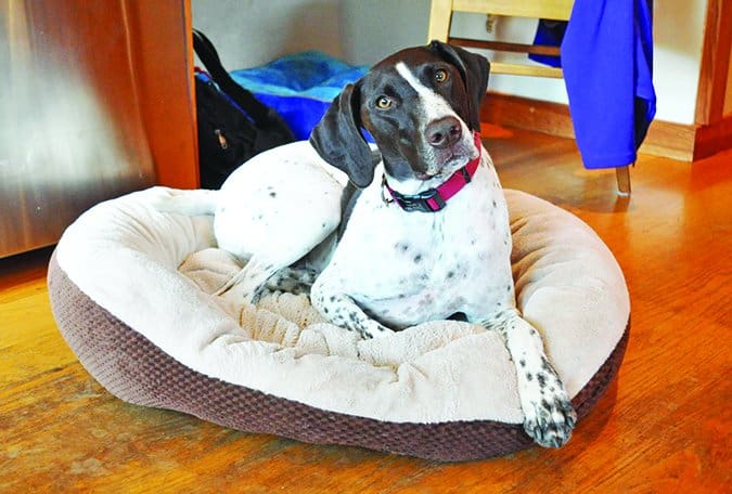 german shorthair pointer