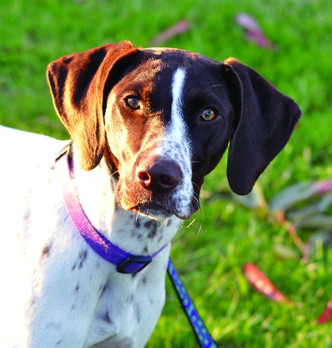 german shorthair pointer