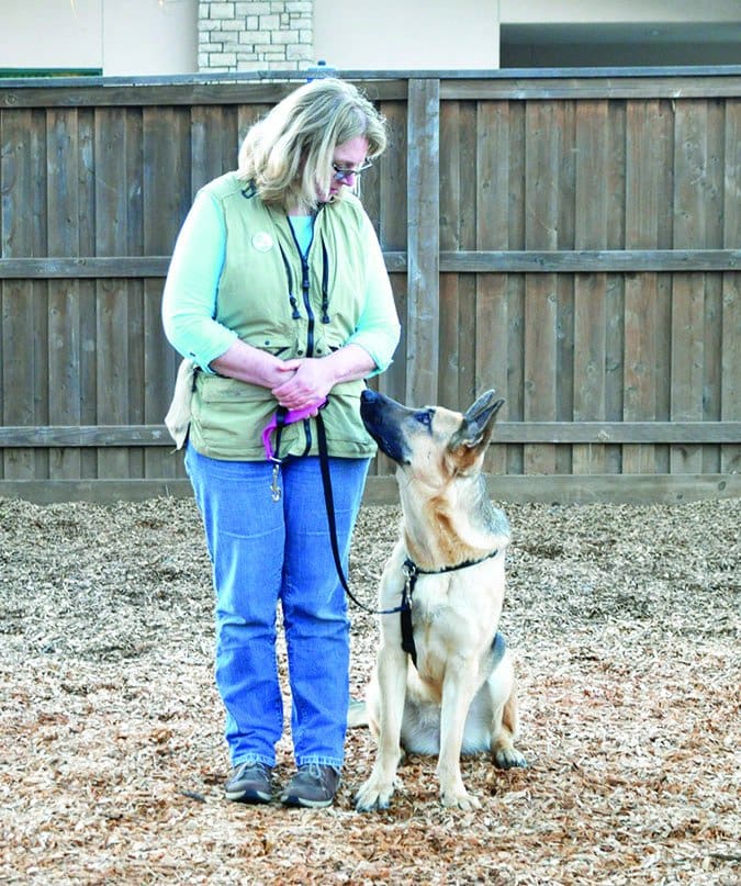 teaching dog to sit