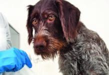 A cut dog paw requires medical treatment.