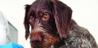 A cut dog paw requires medical treatment.