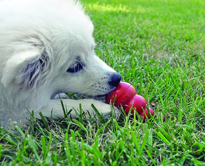 stuffed kong distraction