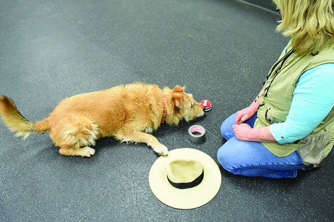 How to teach a dog its deals name without treats