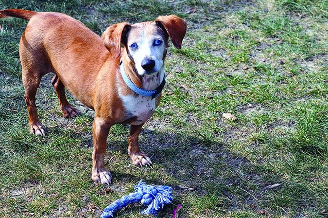 senior daschund mix