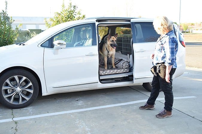 train dog to wait in car