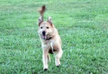 The difference between wait vs stay dog training is subtle but makes all the difference in your relationship with you dog.