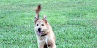 The difference between wait vs stay dog training is subtle but makes all the difference in your relationship with you dog.