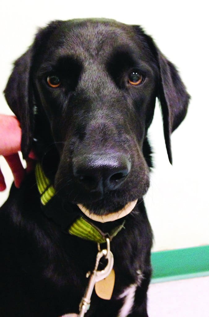 marrow bone stuck on dog's jaw