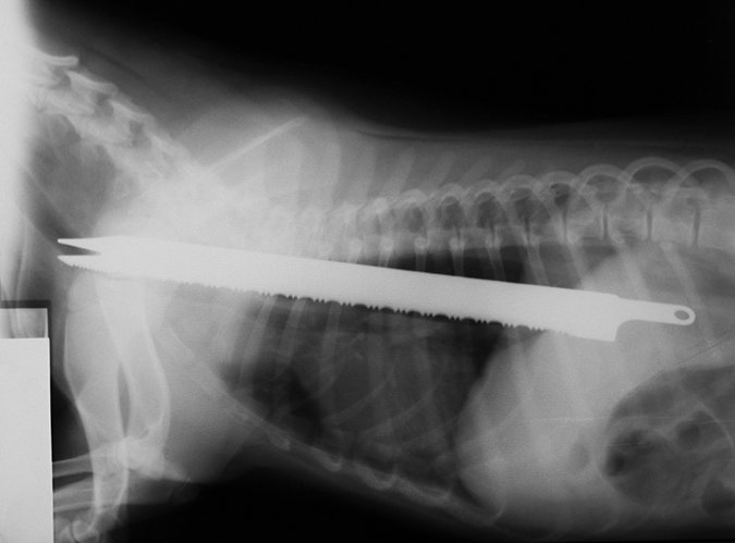knife in dogs stomach x ray