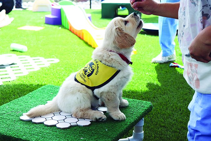 guide dogs of america puppy in training