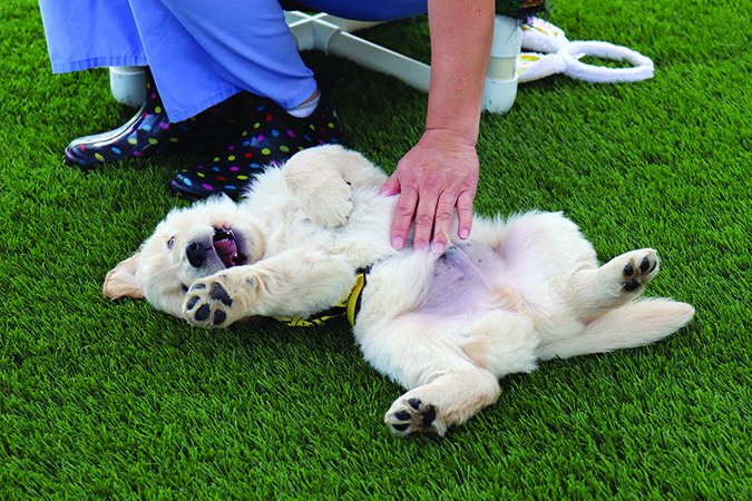 guide dogs of america puppy in training