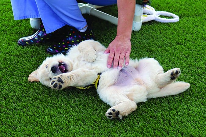 guide dogs of america puppy in training