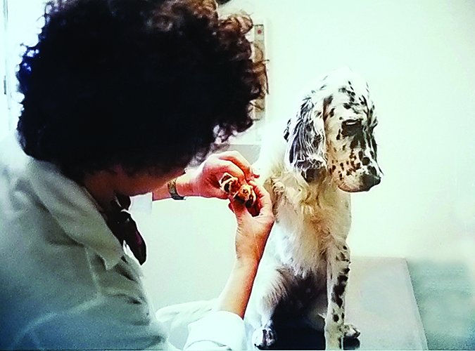 veterinarian paw check up