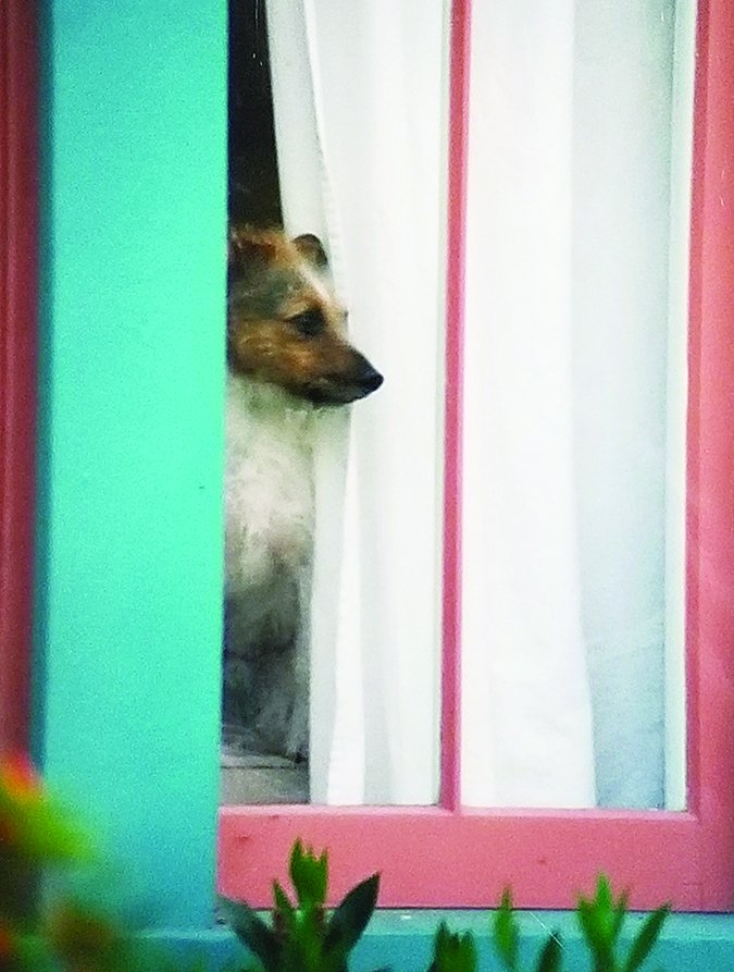 dog in the window
