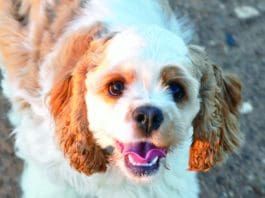 How long can you leave a dog alone before it becomes a problem?