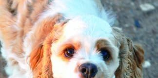 How long can you leave a dog alone before it becomes a problem?