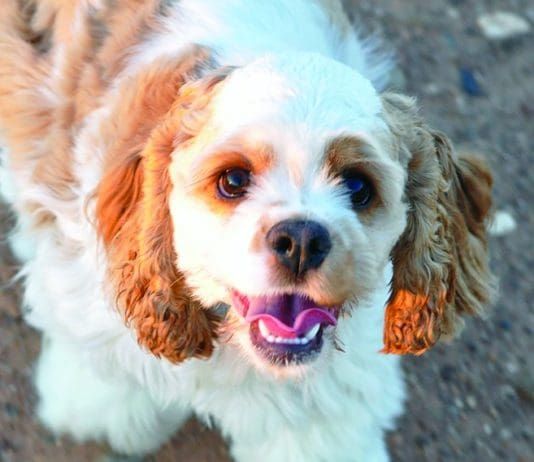How long can you leave a dog alone before it becomes a problem?