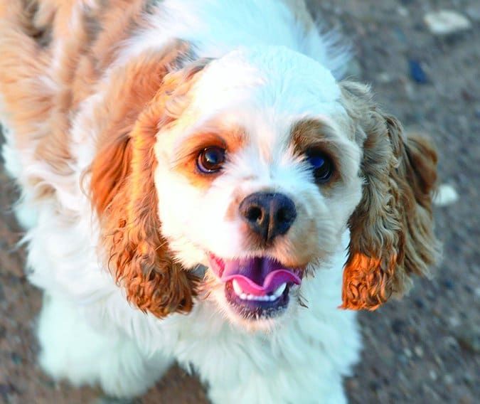 9 Dogs Who Can't Wait To Tear Open Christmas Gifts [VIDEOS] - DogTime