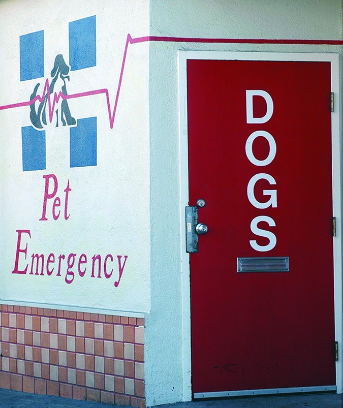 emergency animal hospital