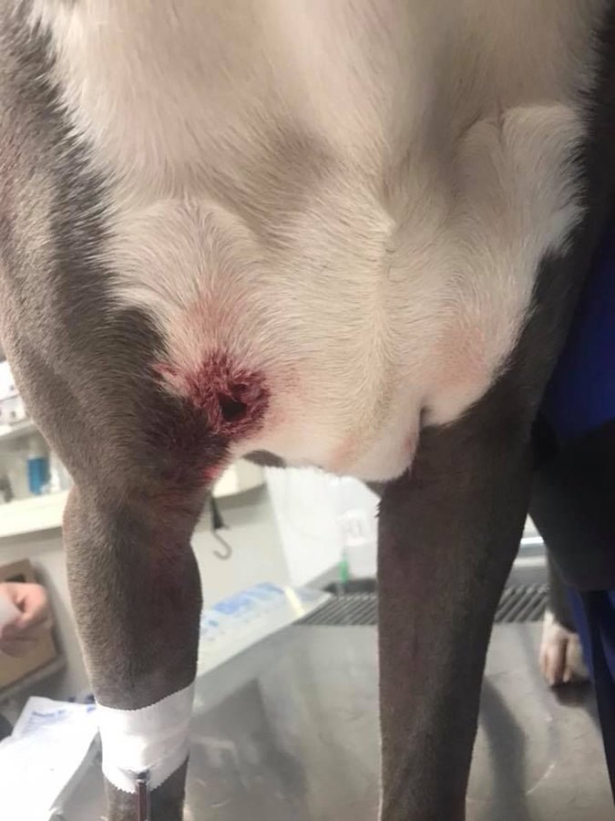 dog gunshot wound