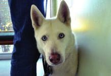 Taking a dog to the vet, or a new vet will dog more smoothly if you are there with your dog.