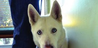 Taking a dog to the vet, or a new vet will dog more smoothly if you are there with your dog.