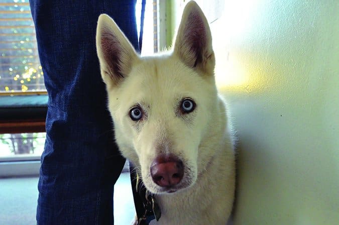 white husky at the vet