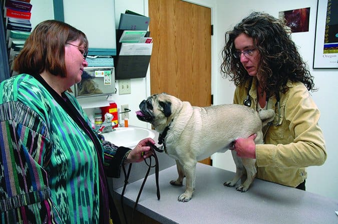 owner stays during vet visit