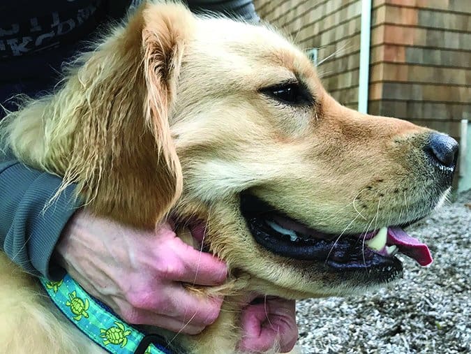 Dog lip online fold pyoderma treatment