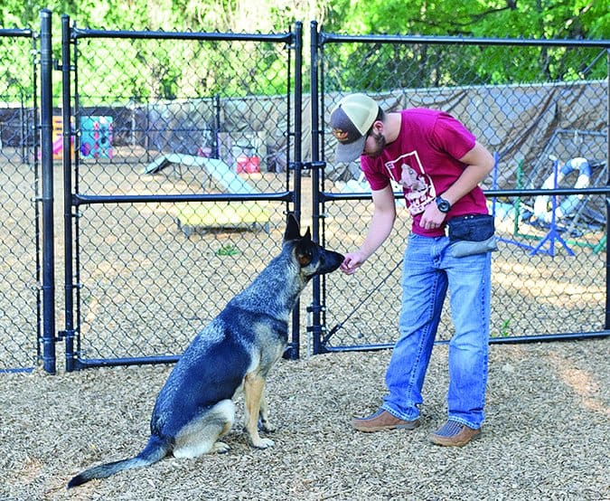 lure training dogs