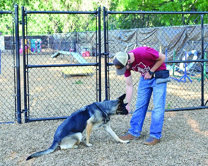 lure training dogs