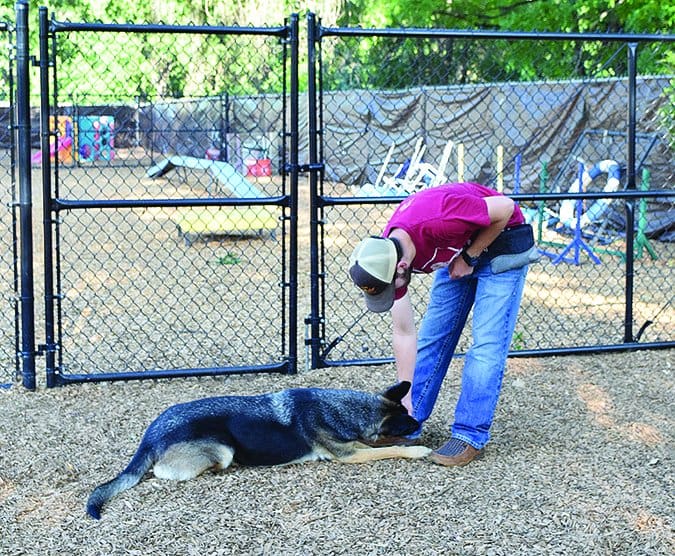 lure training dogs