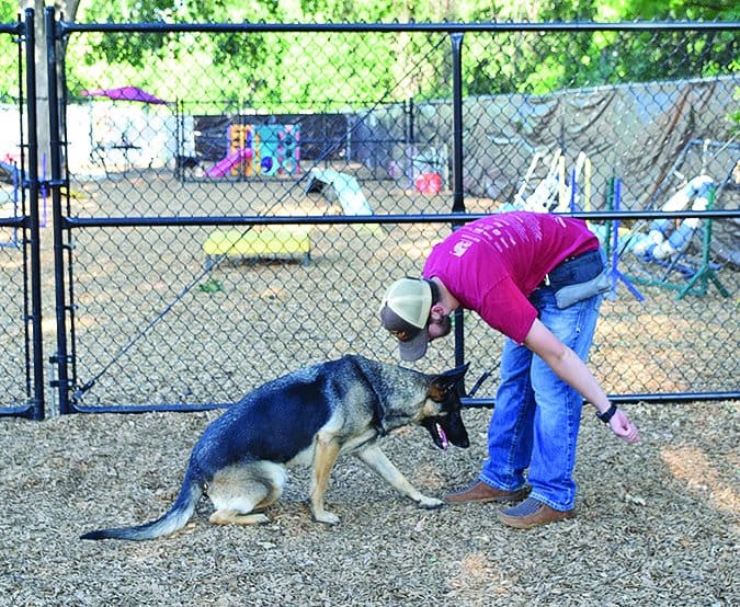 lure training dogs