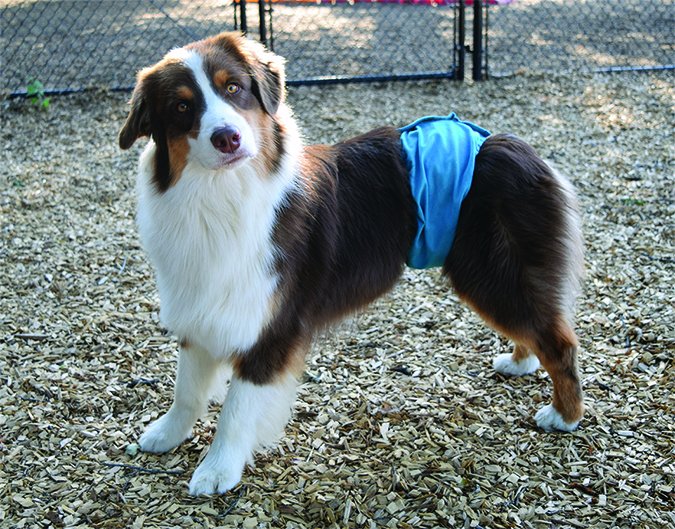 dog wearing belly band