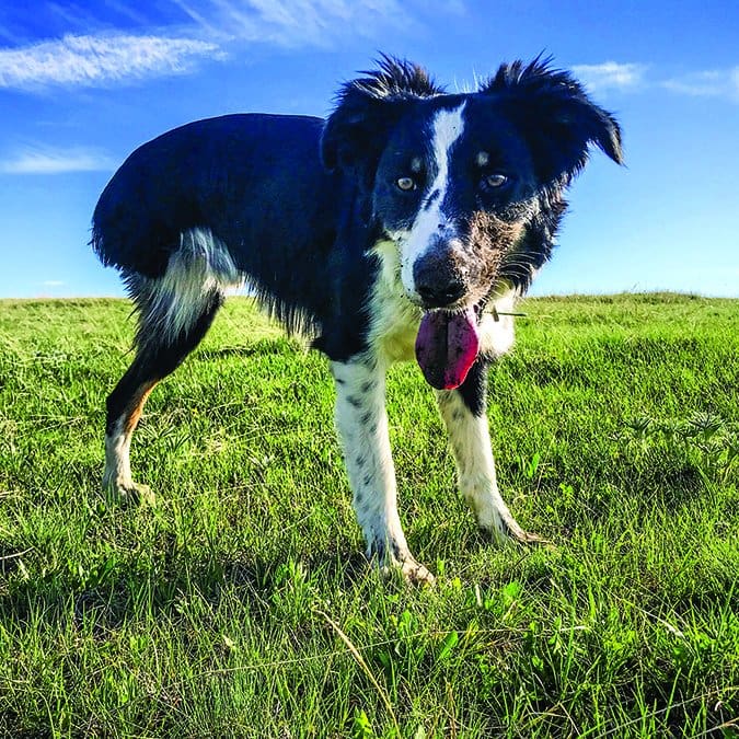 three-legged mixed breed