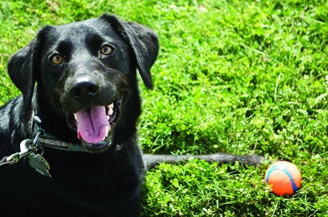 black labrador retriever