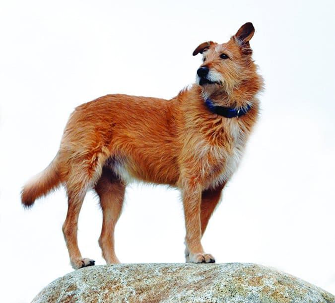 Find out your dog's dna sales