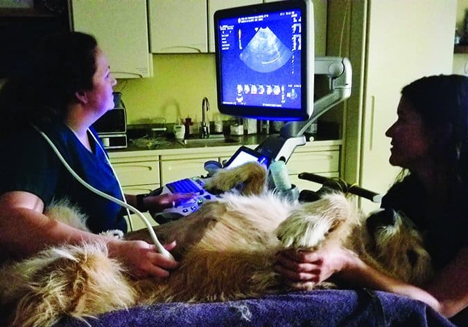 dog ultrasound