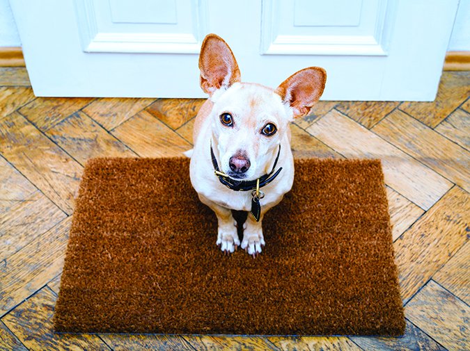 dog on a doormat