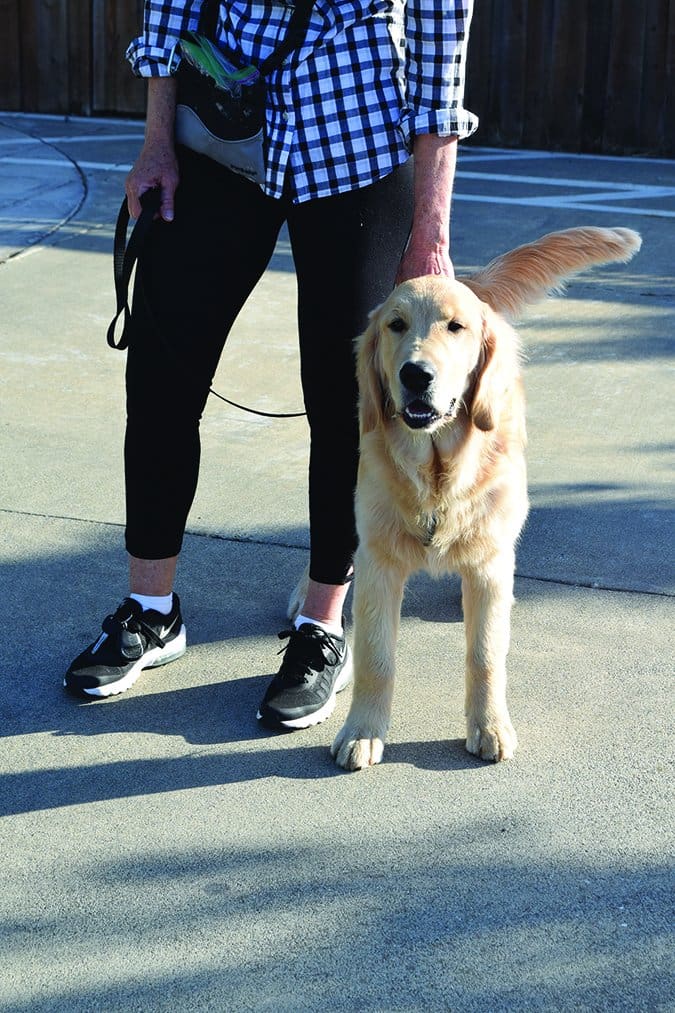 dog on a walk