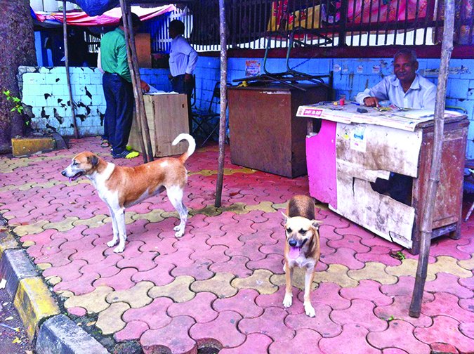 mumbai street dogs