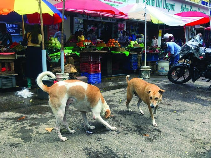 mumbai street dogs