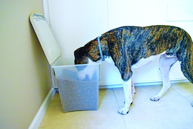 dog eating from kibble bin