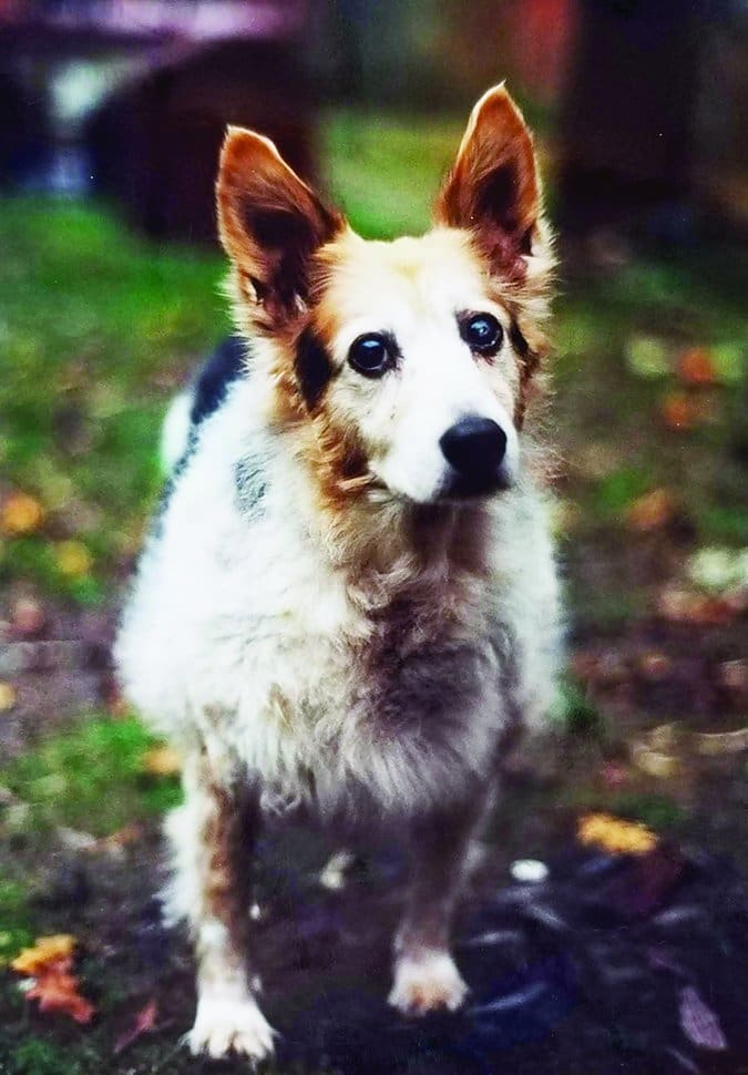 old dog with cataracts