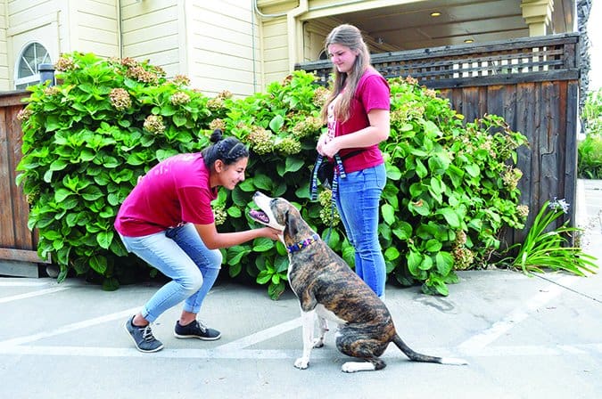 train your dog to greet