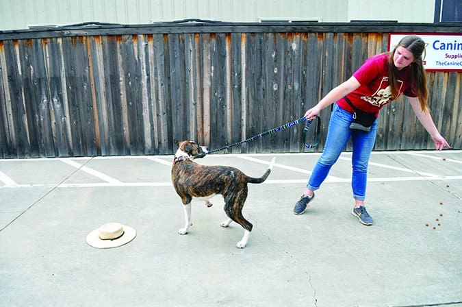 training dogs to walk away