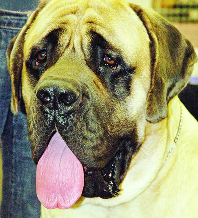 mastiff with entropion